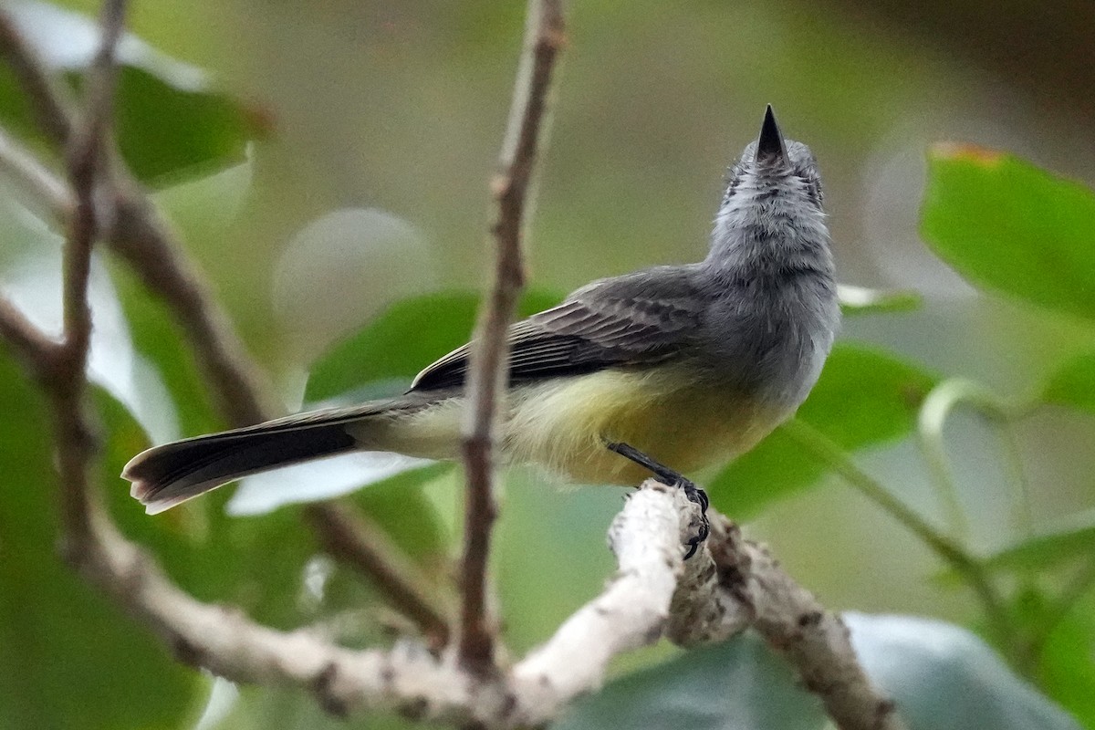 Sooty-crowned Flycatcher - Guy Stevens