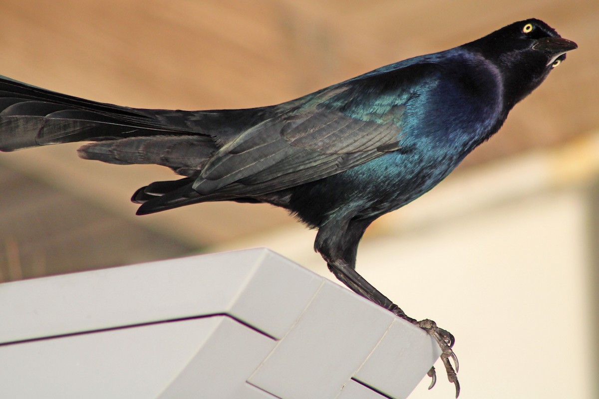 Boat-tailed Grackle - ML610716817