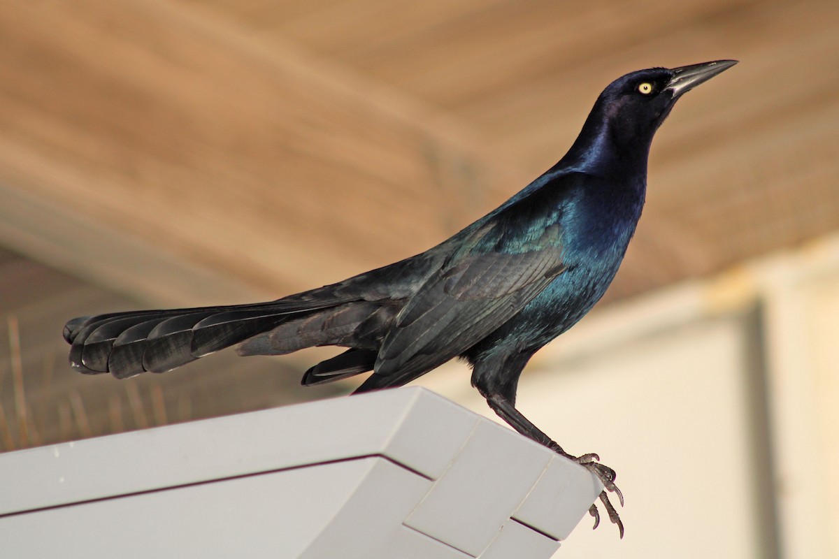 Boat-tailed Grackle - ML610716819