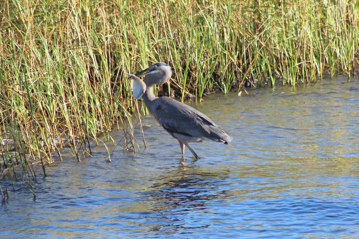 Great Blue Heron - ML610716830