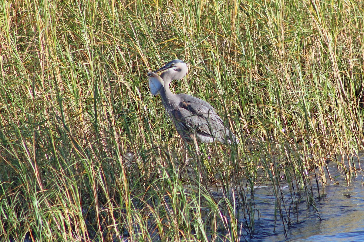 Great Blue Heron - ML610716833