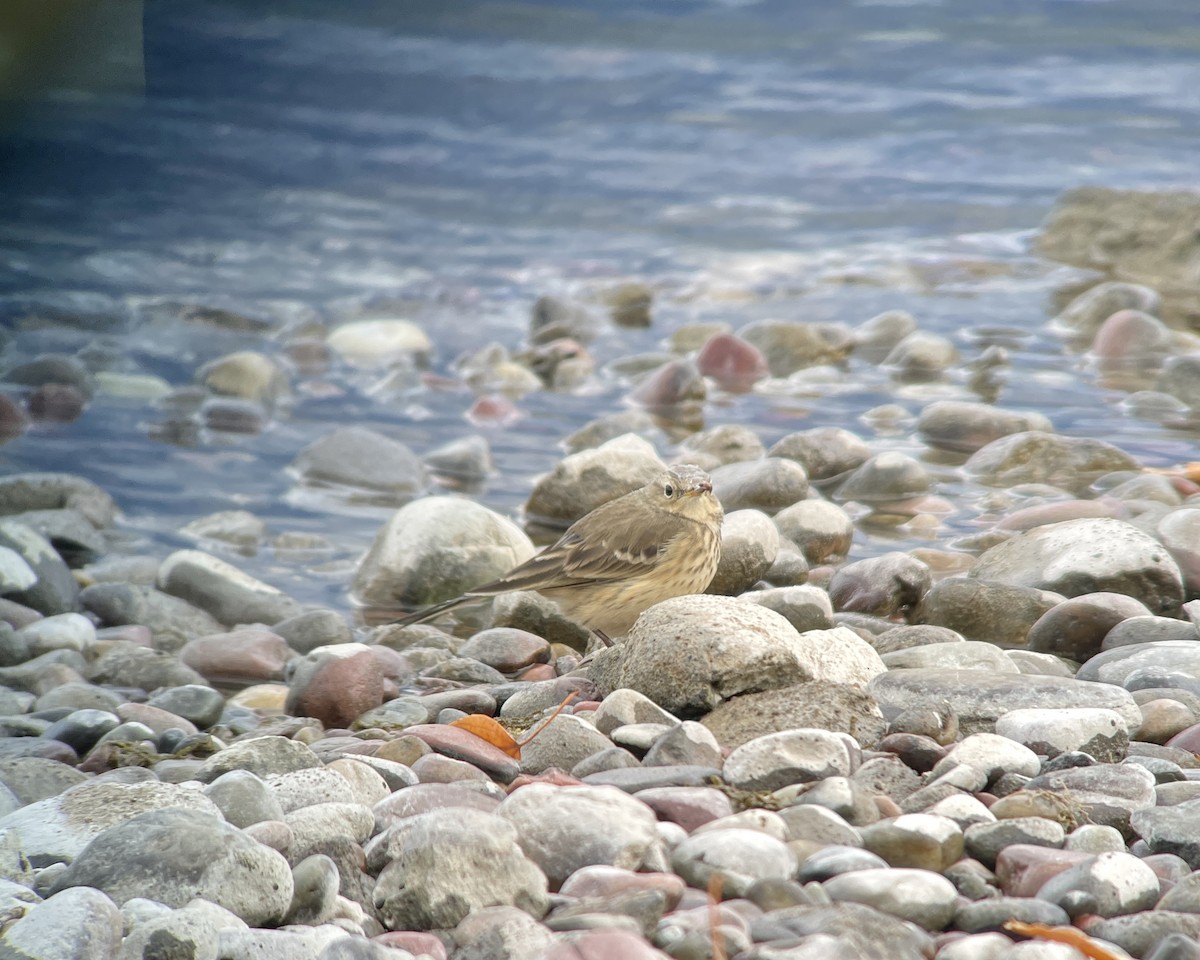 American Pipit - ML610716953