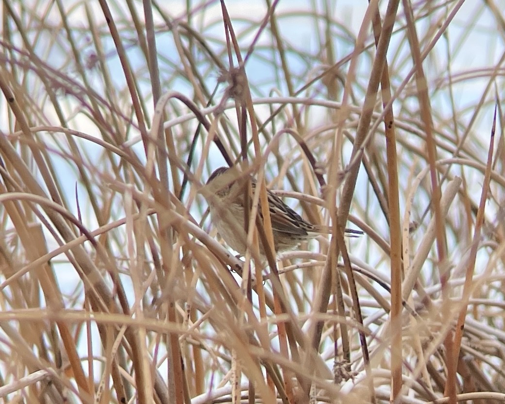 Swamp Sparrow - ML610716967