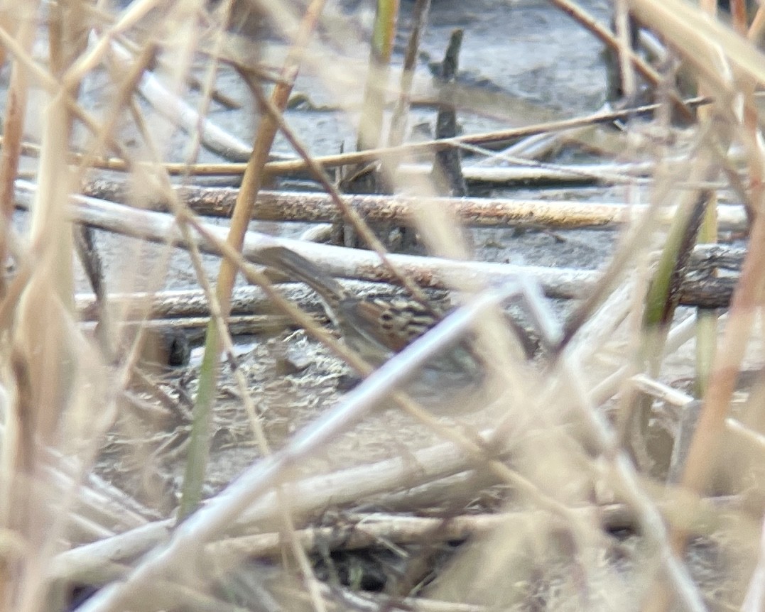 Swamp Sparrow - ML610716968