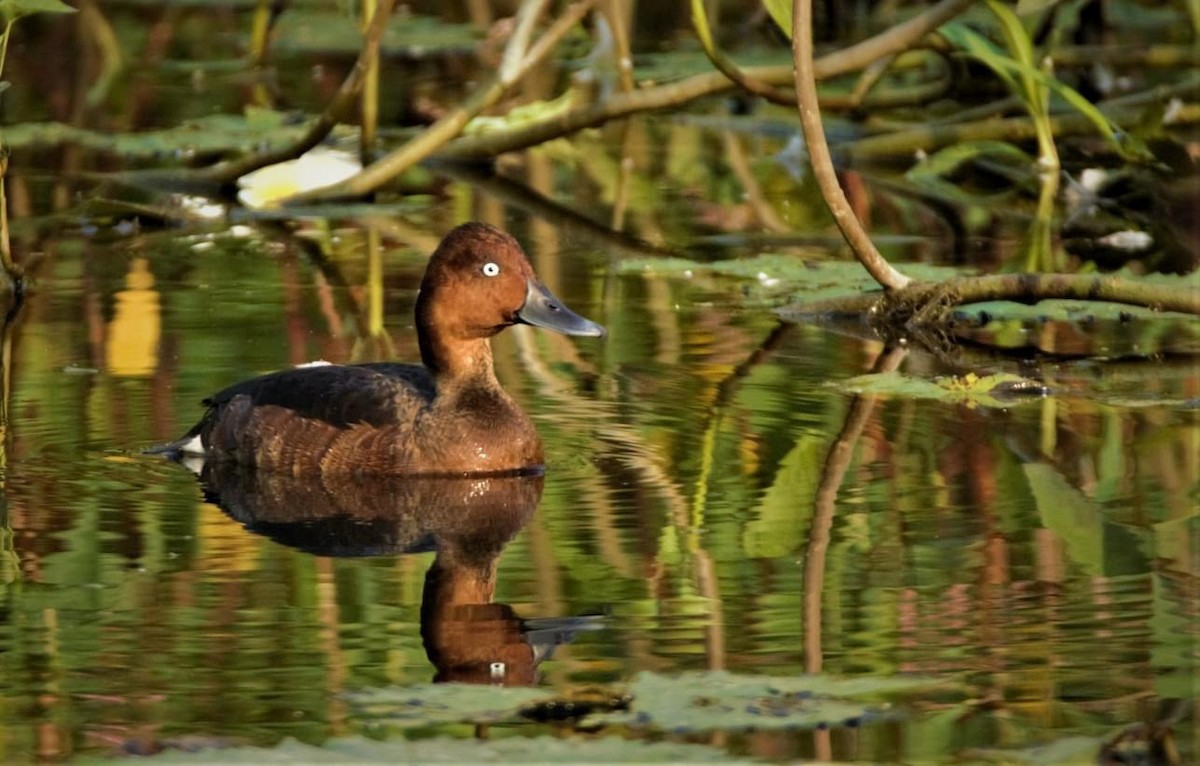 Ferruginous Duck - ML610716980