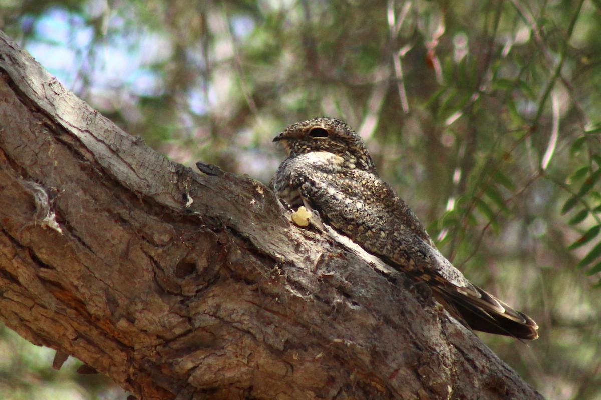 Lesser Nighthawk - Camilo Vilches Díaz