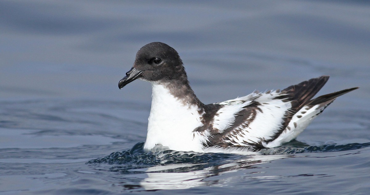 Cape Petrel - Luke Seitz