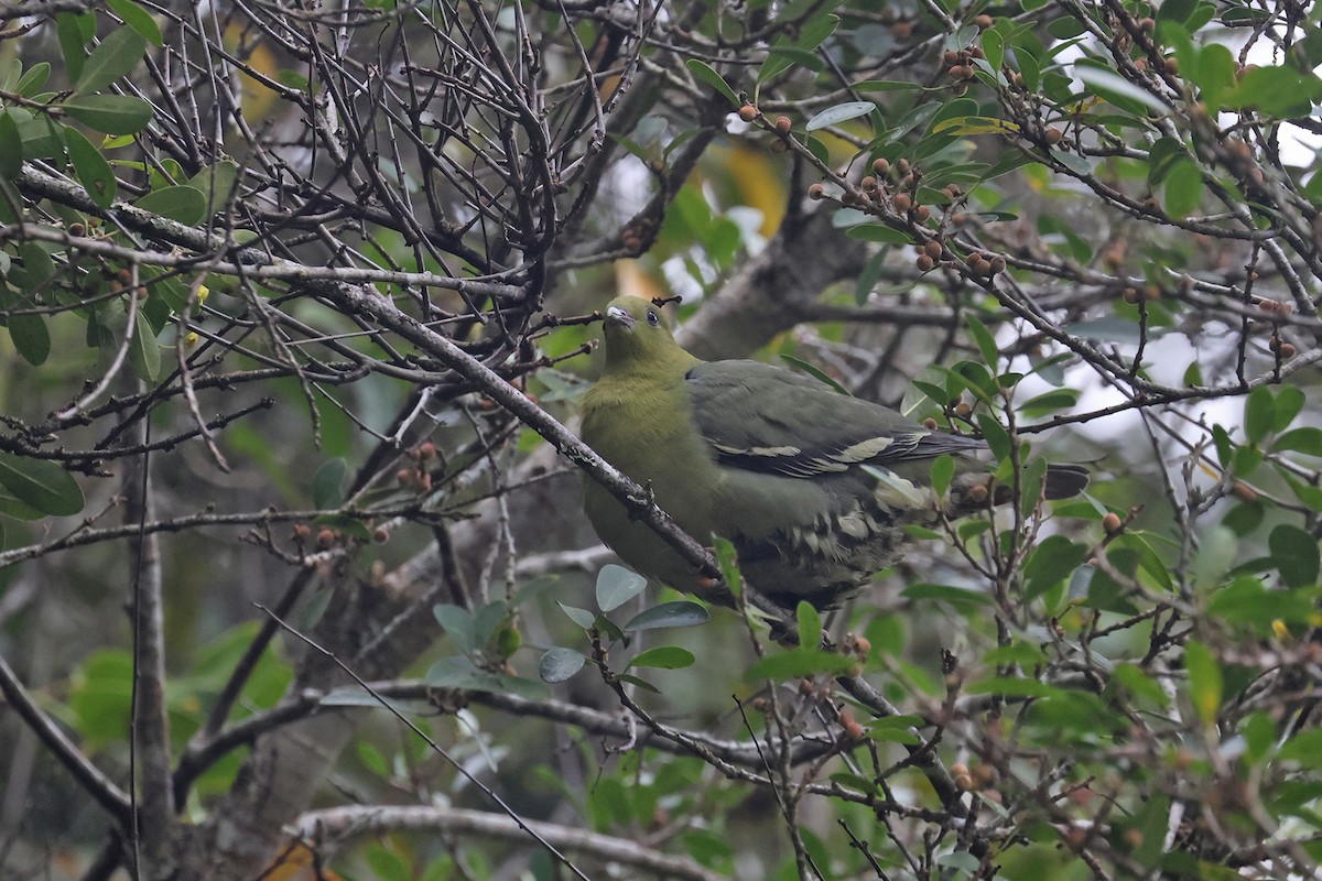 Madagascar Green-Pigeon - ML610717047