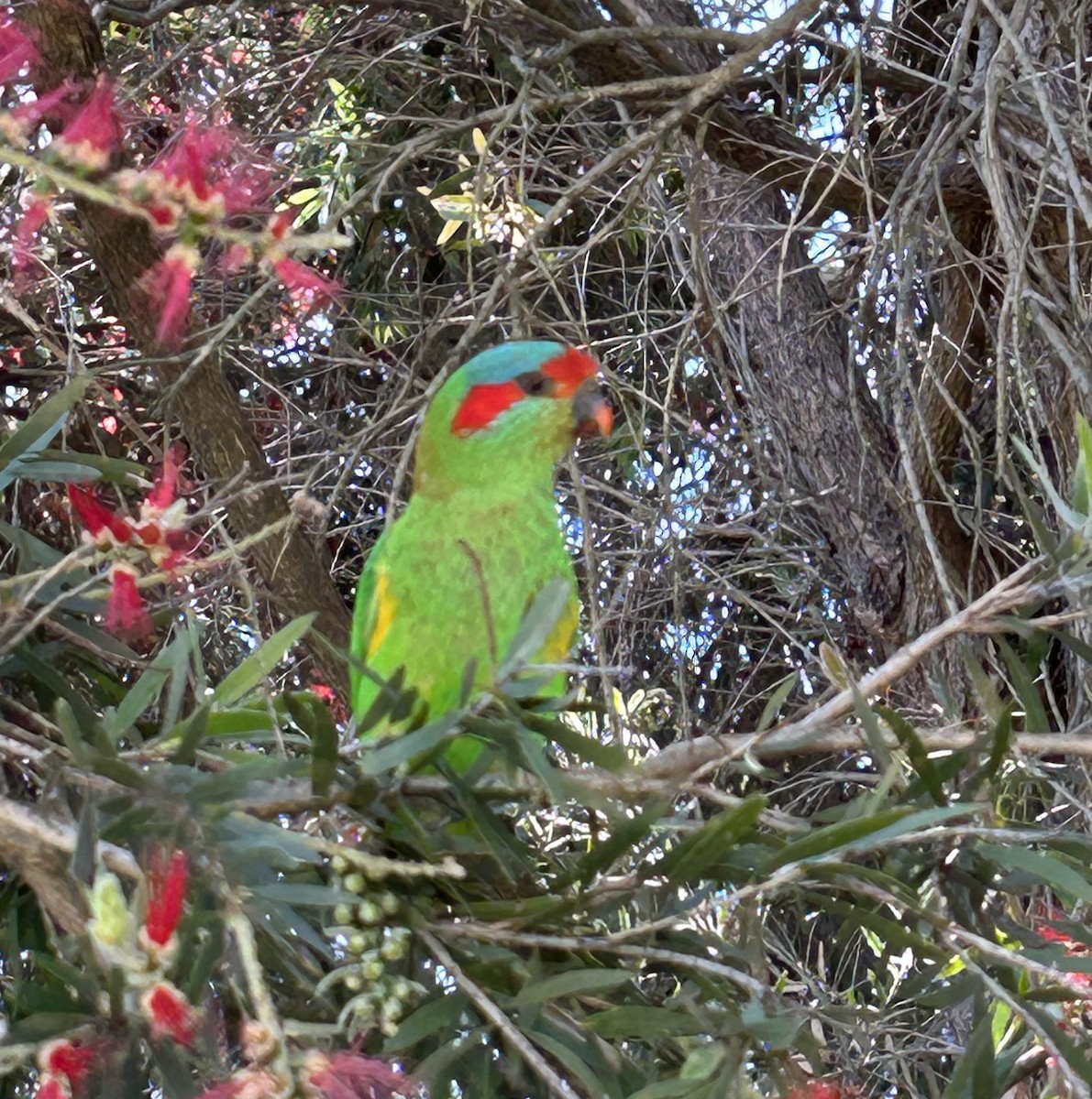 Musk Lorikeet - Valerie La May