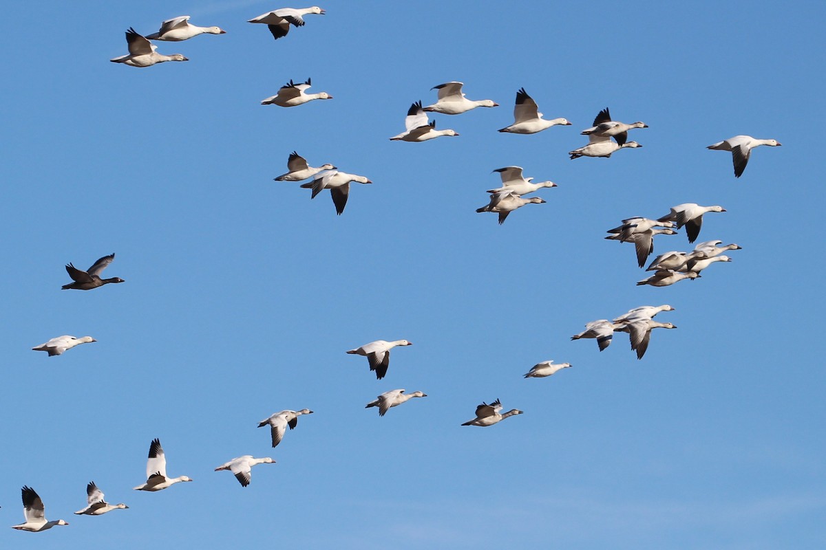 Snow Goose - ML610717110