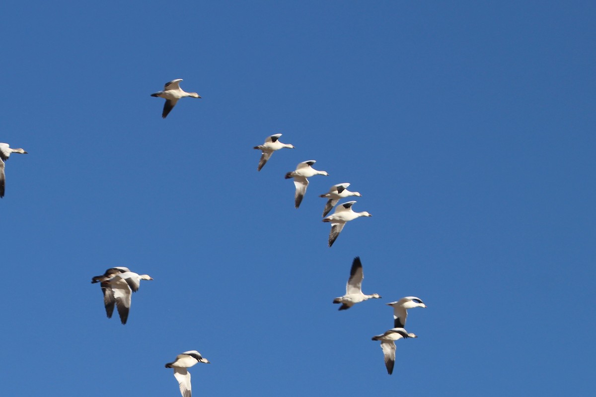 Ross's Goose - ML610717126