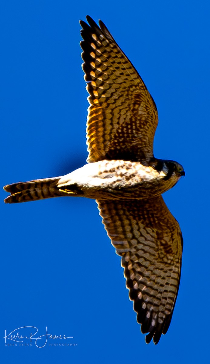 American Kestrel - ML610717203