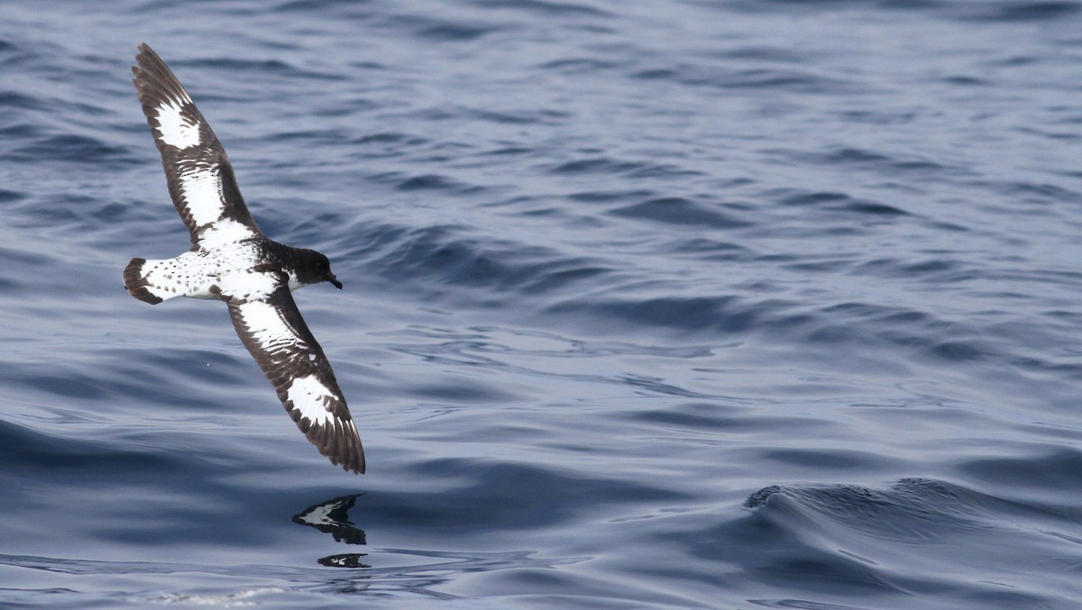 Cape Petrel - ML61071721