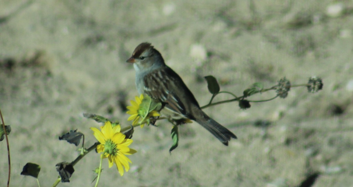 White-crowned Sparrow - Adair Bock