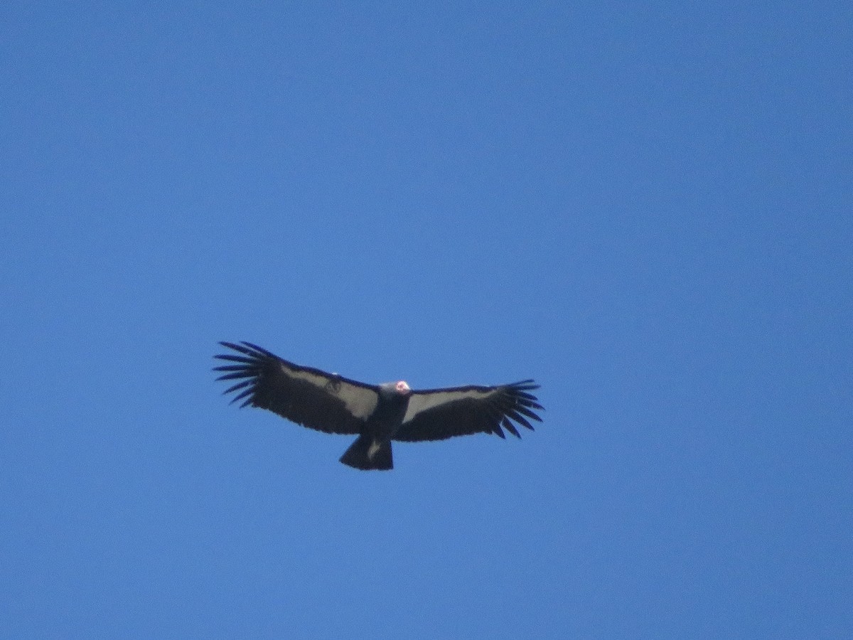 California Condor - ML610717407