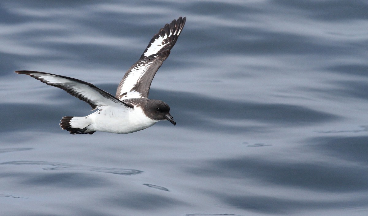 Cape Petrel - ML61071741