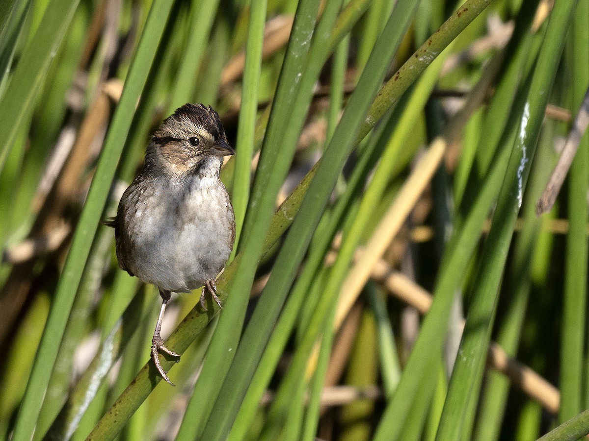 Swamp Sparrow - Robert Hamilton