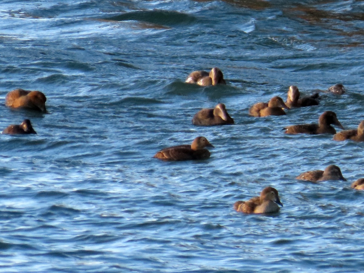 Spectacled Eider - ML610717476