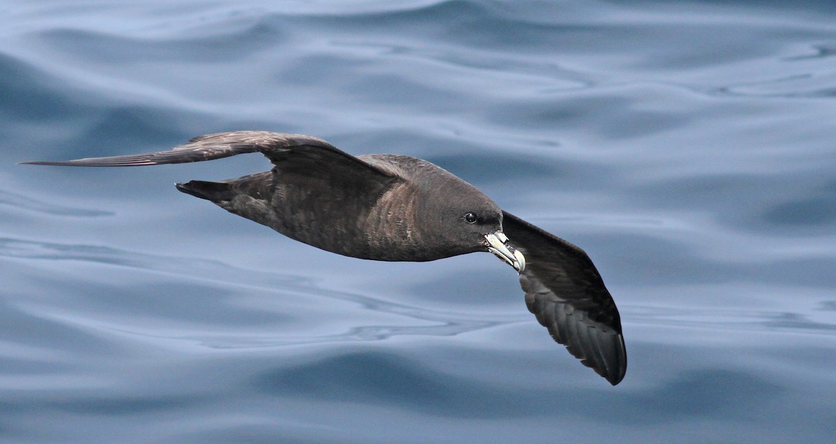 White-chinned Petrel - ML61071751