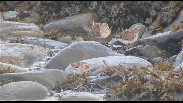 Weißbürzel-Strandläufer - ML610717516