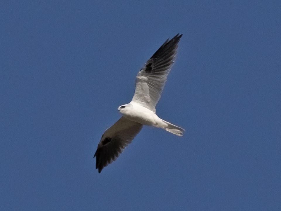 White-tailed Kite - Robert Hamilton