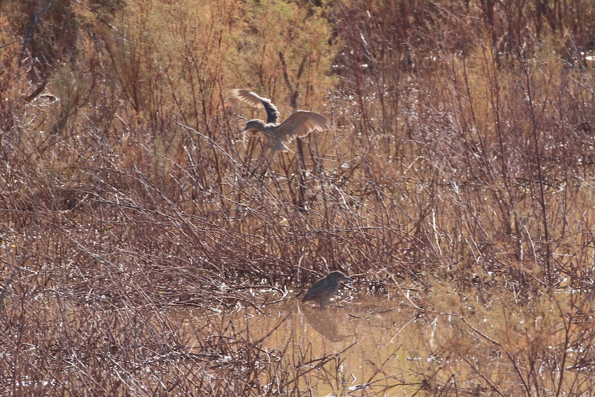 Black-crowned Night Heron - Hank Taliaferro