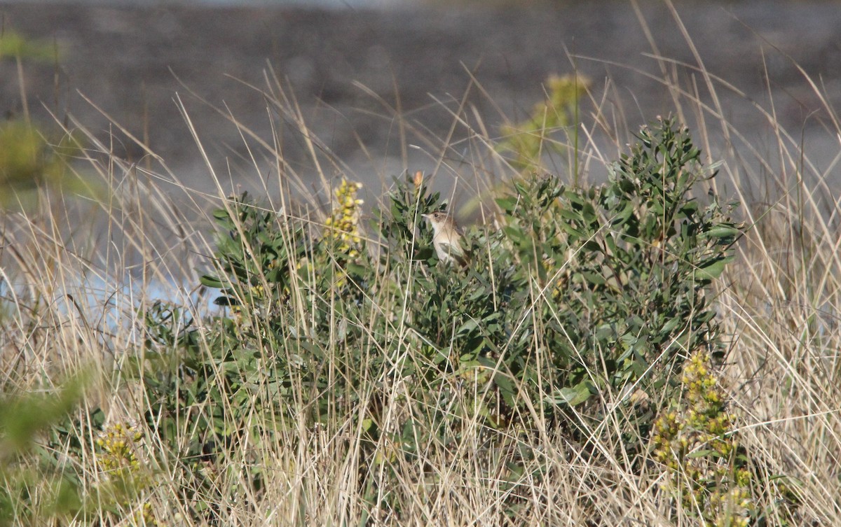 Sedge Wren - ML610717801