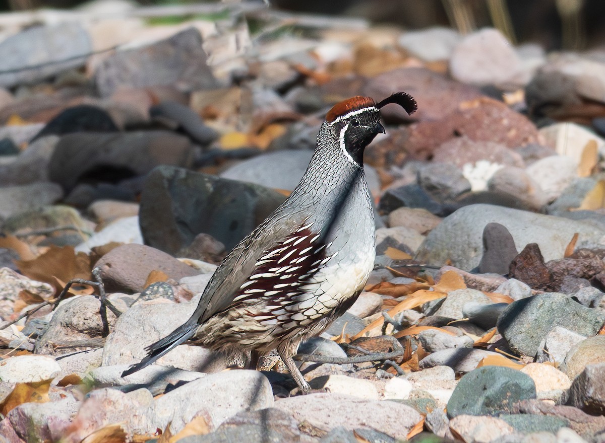 Gambel's Quail - ML610717839