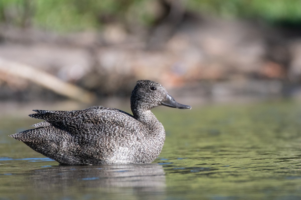 Freckled Duck - ML610717886