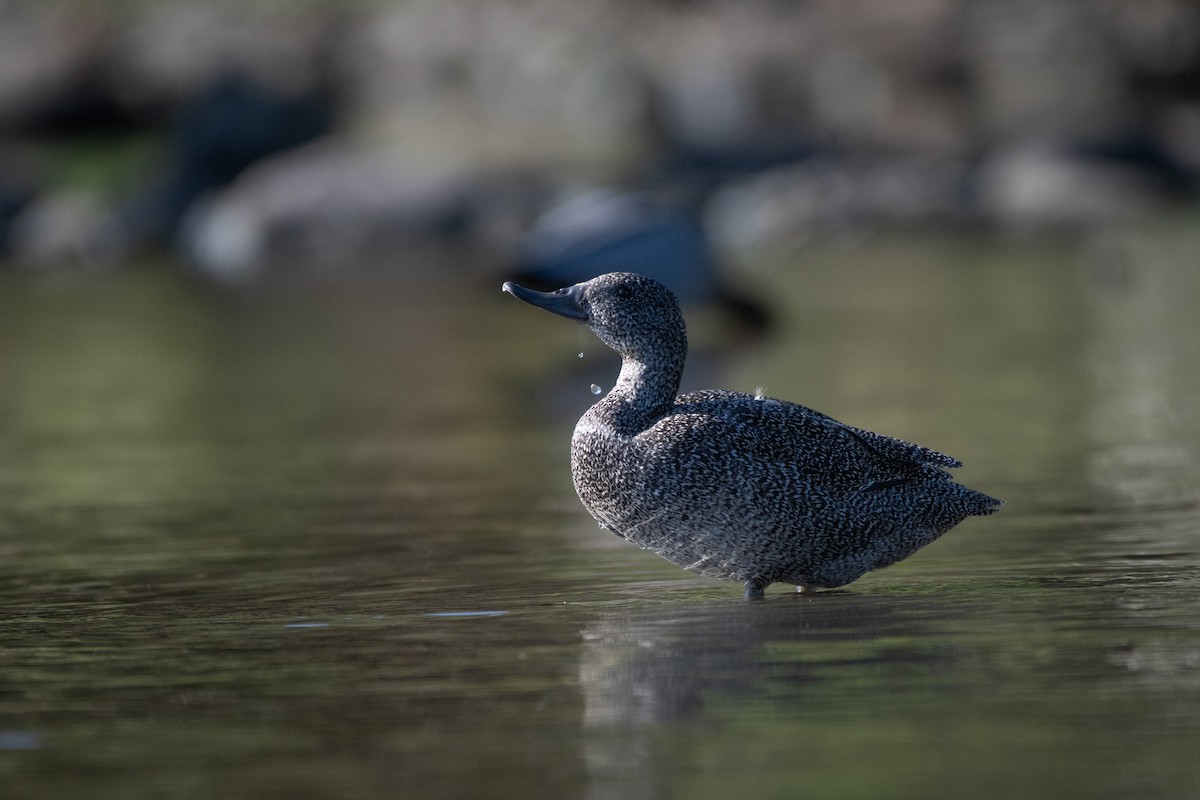 Freckled Duck - ML610717887