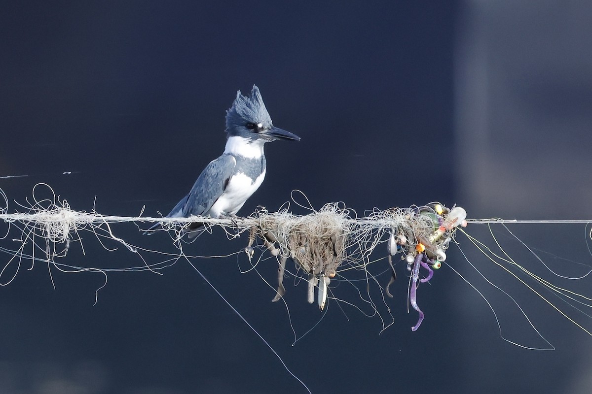Belted Kingfisher - ML610717978