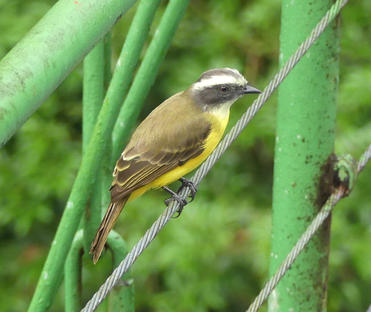 Social Flycatcher (Vermilion-crowned) - ML610717980