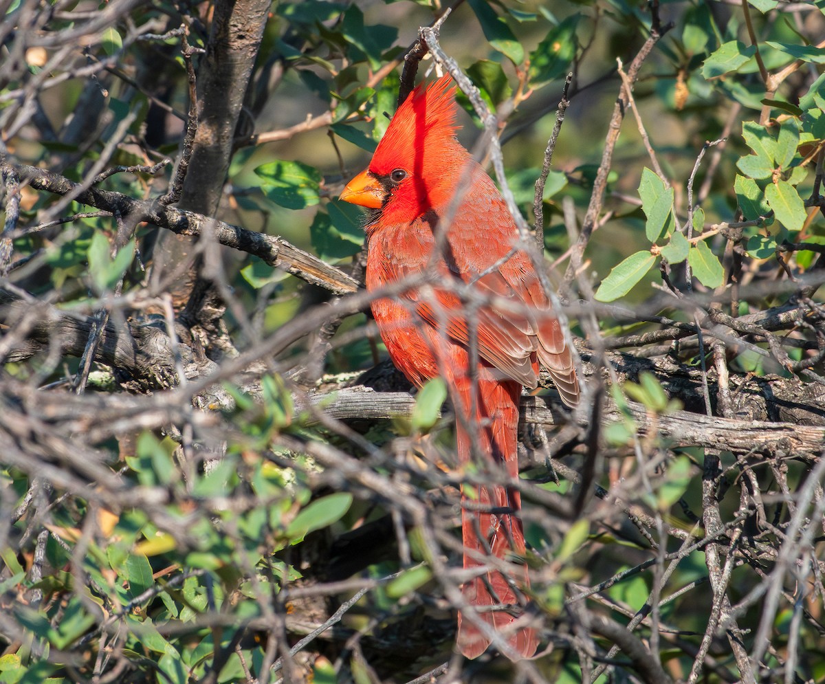 Cardinal rouge - ML610717992