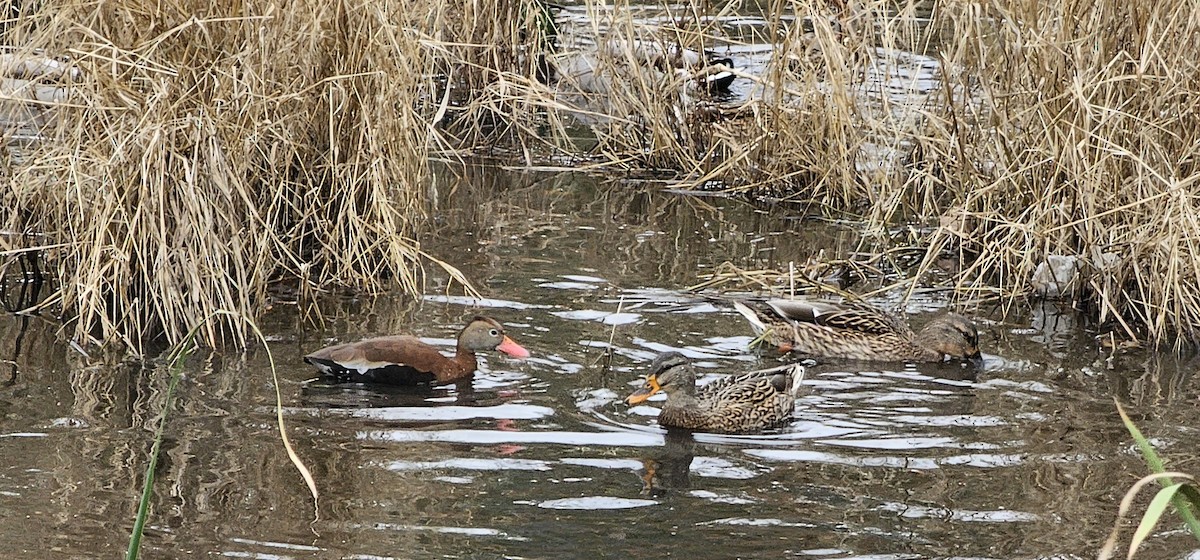 Black-bellied Whistling-Duck - ML610718019