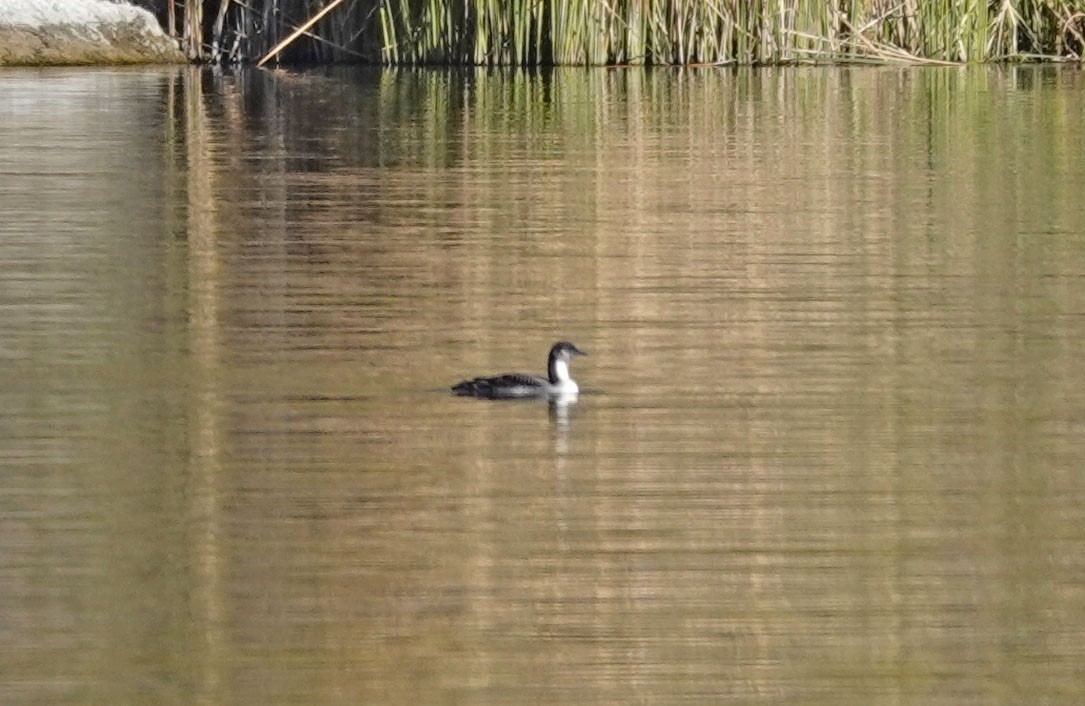 Pacific Loon - ML610718020