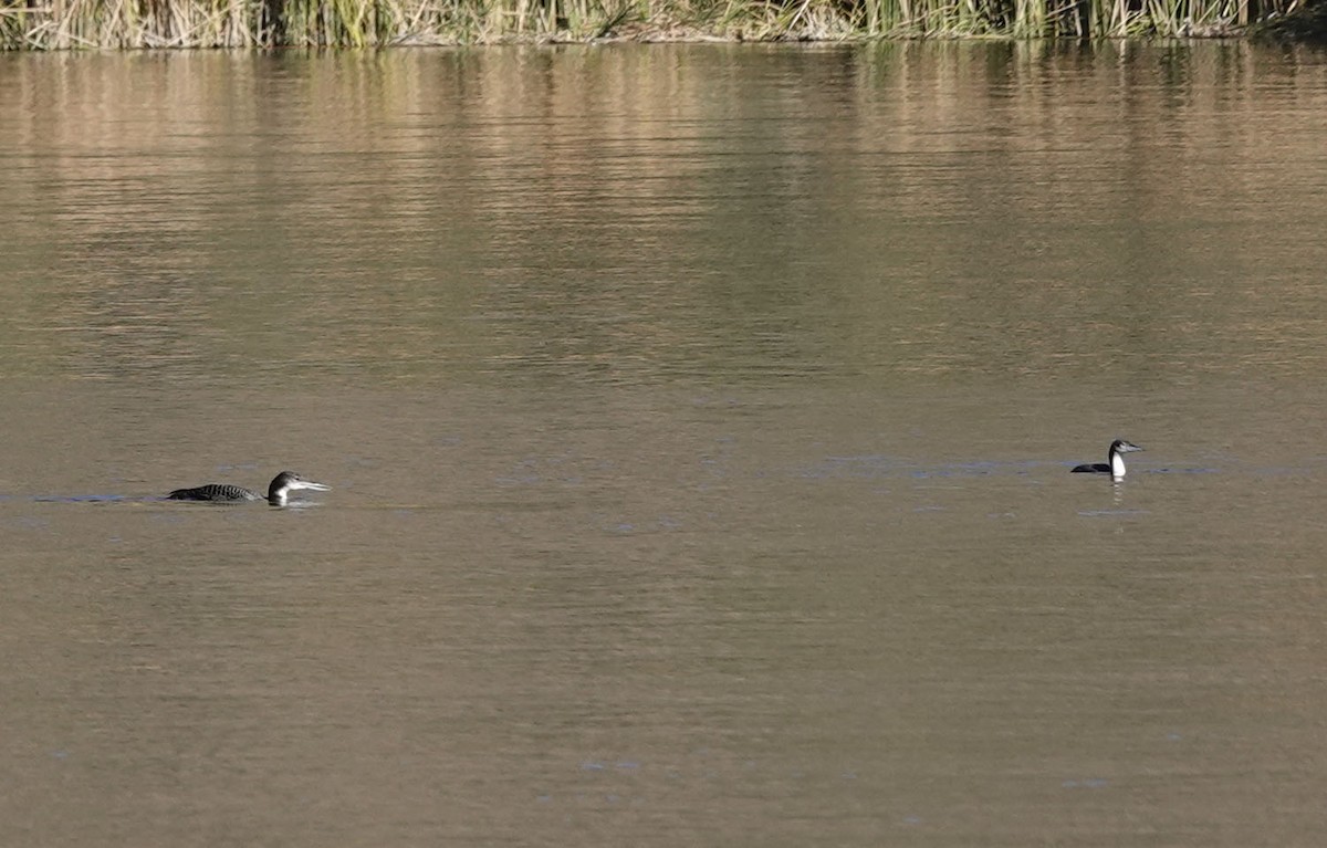 Pacific Loon - ML610718042