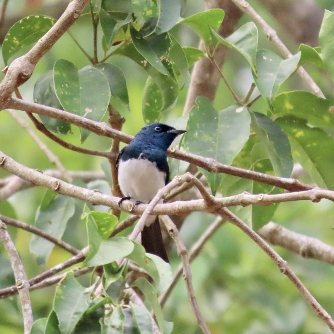 Satin Flycatcher - ML610718044