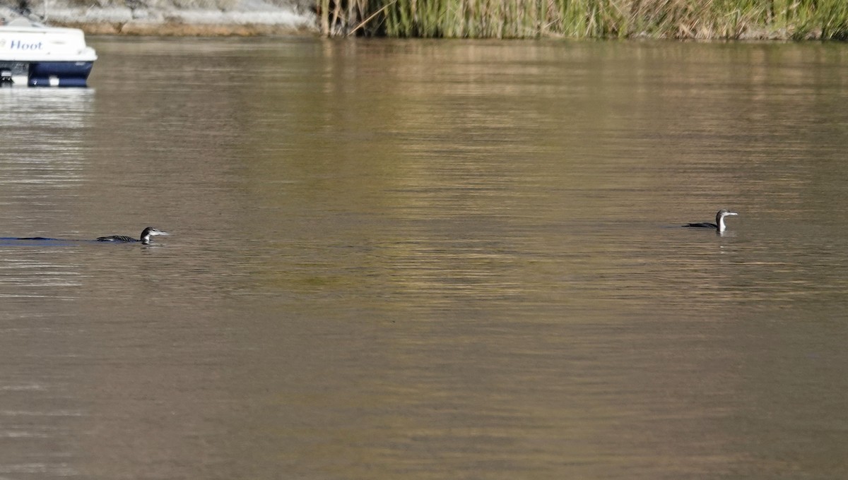 Pacific Loon - ML610718047