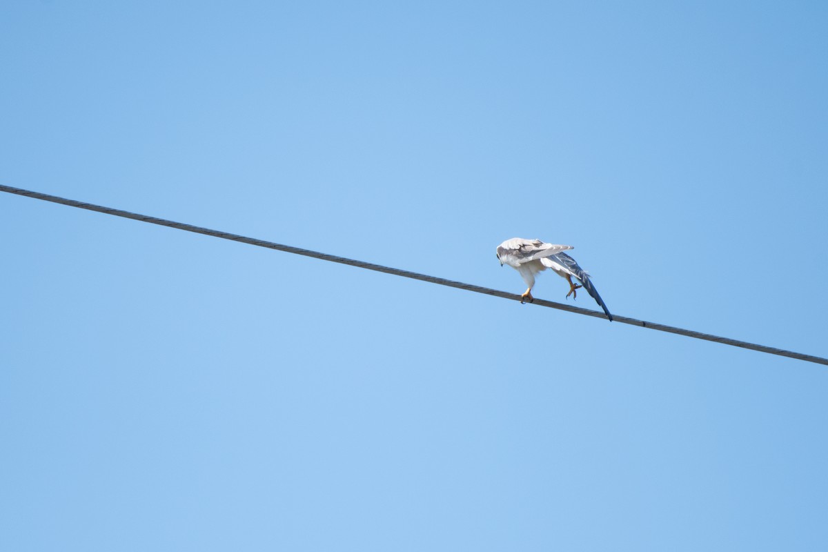 Black-shouldered Kite - ML610718063