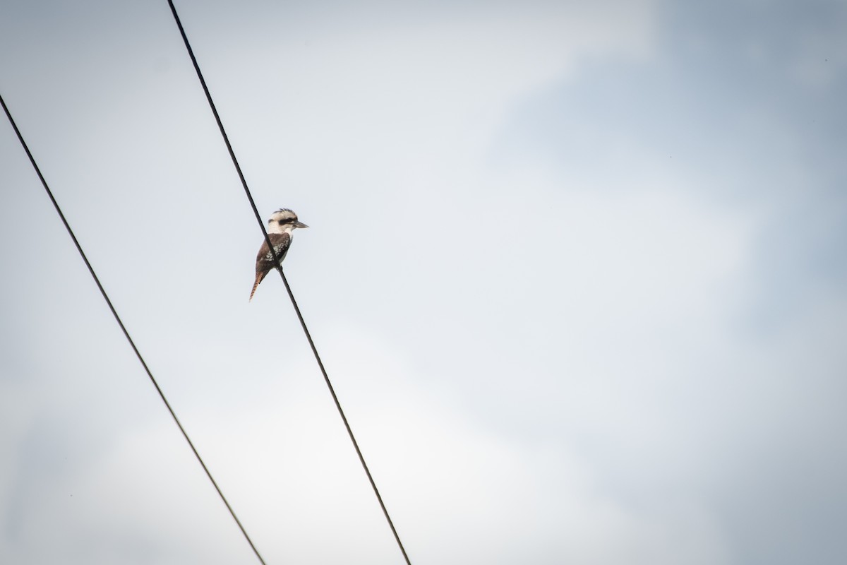 Laughing Kookaburra - ML610718076