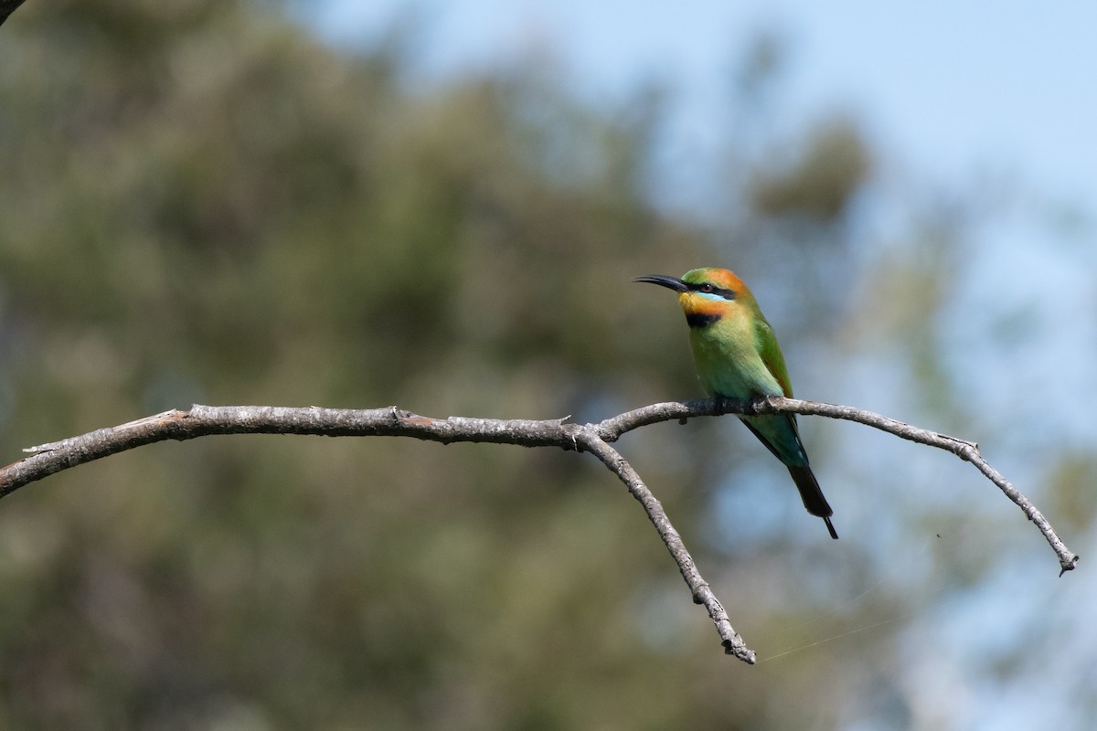 Rainbow Bee-eater - Connor Evand