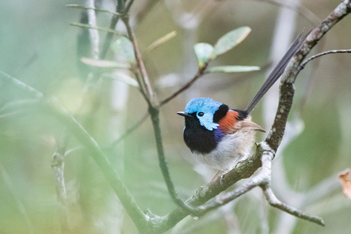 Variegated Fairywren - ML610718102