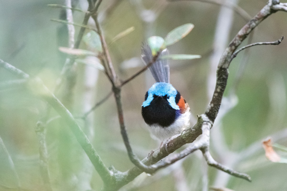 Variegated Fairywren - Connor Evand