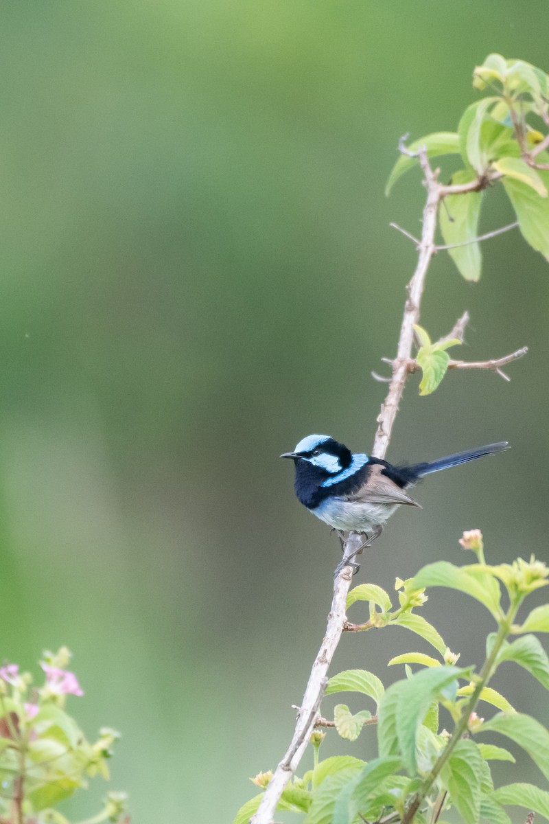 Superb Fairywren - Connor Evand