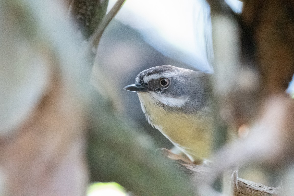 White-browed Scrubwren - Connor Evand