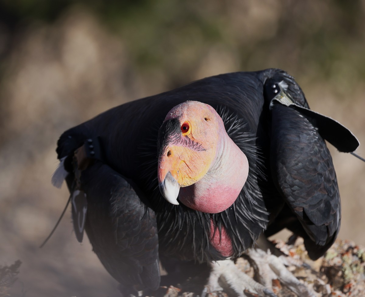 California Condor - ML610718132