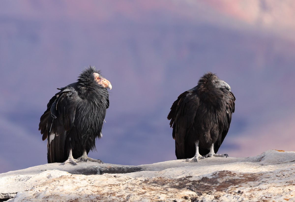 California Condor - Vicky Sroczynski