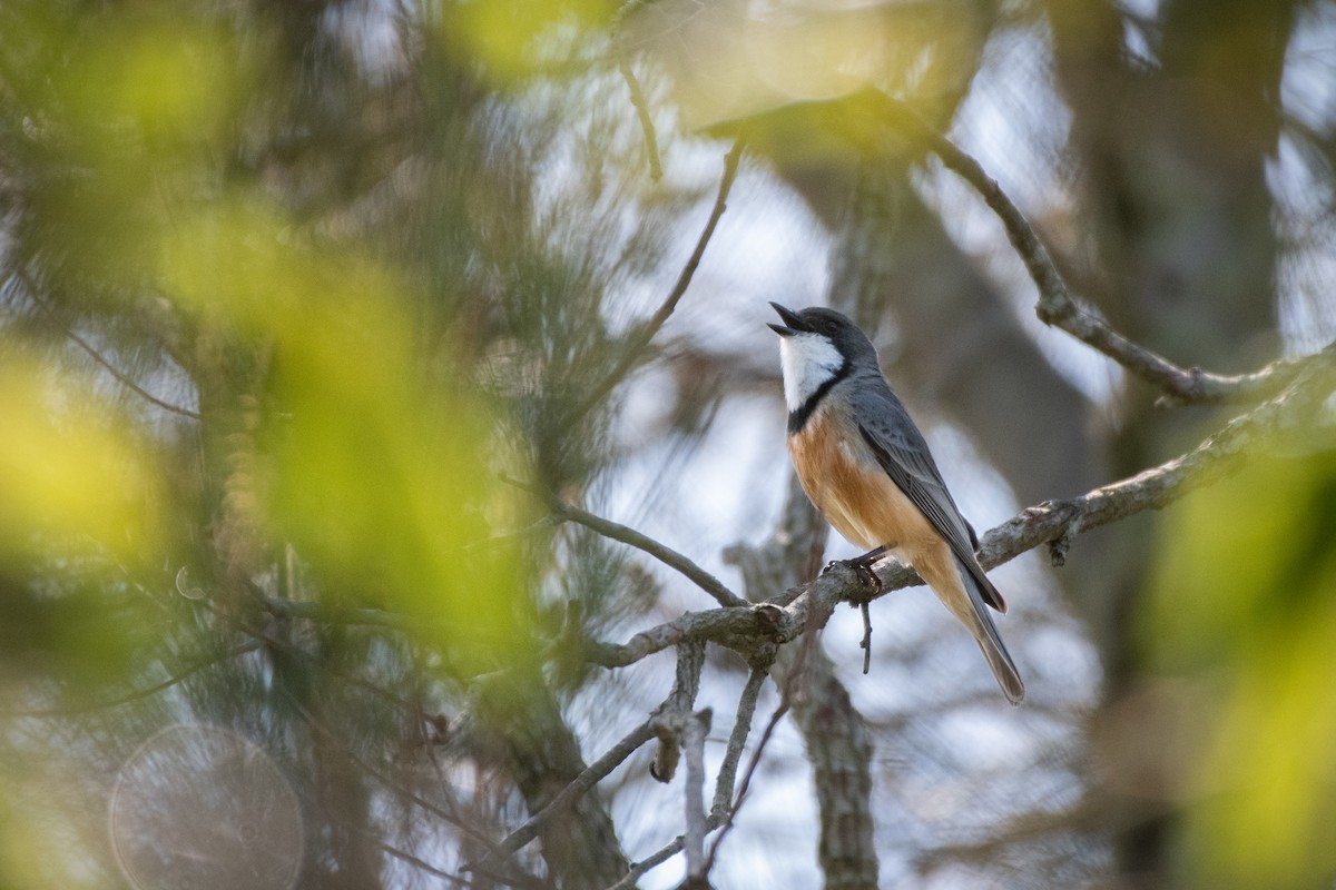 Rufous Whistler - Connor Evand