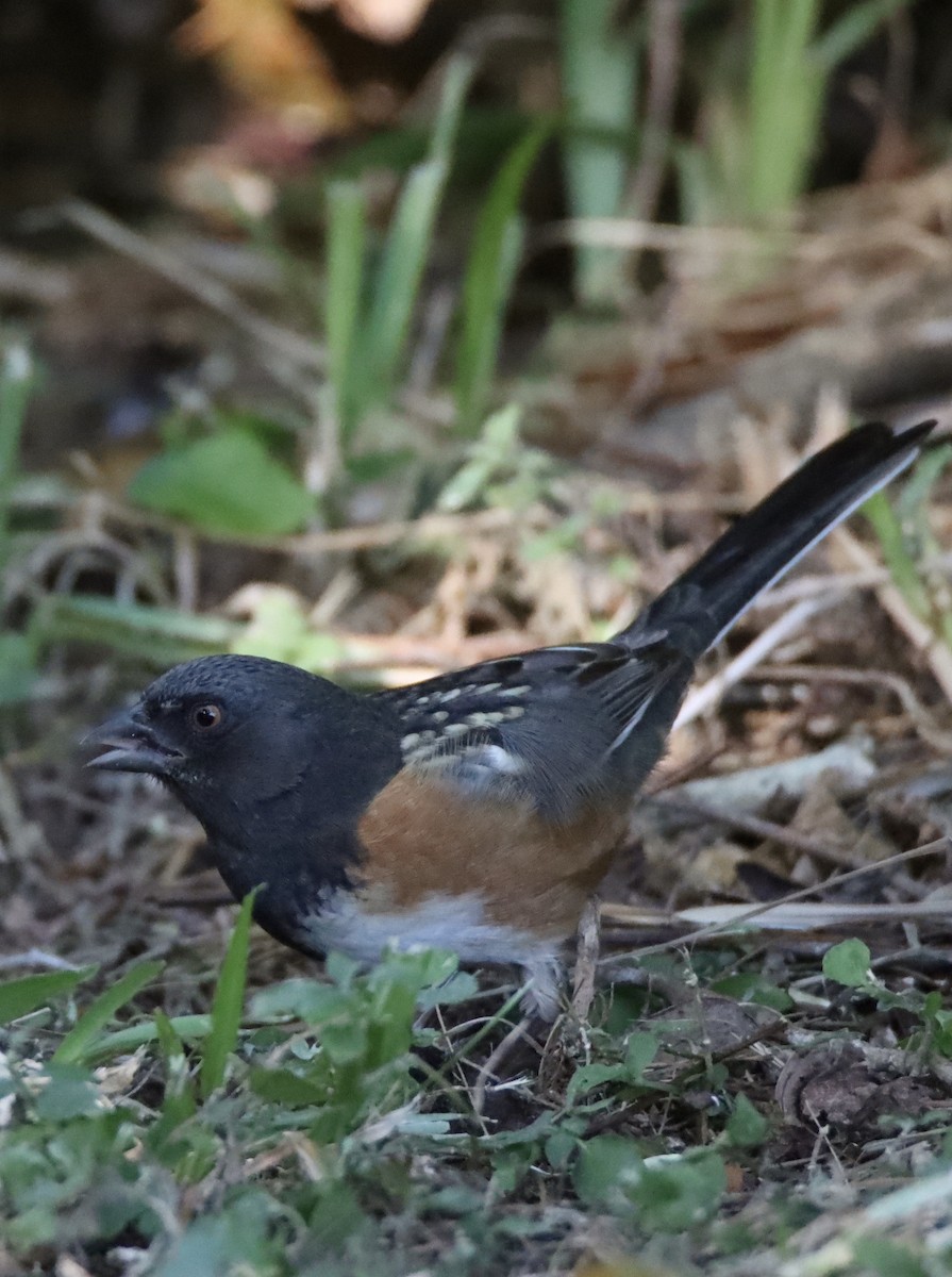 Spotted Towhee - ML610718206