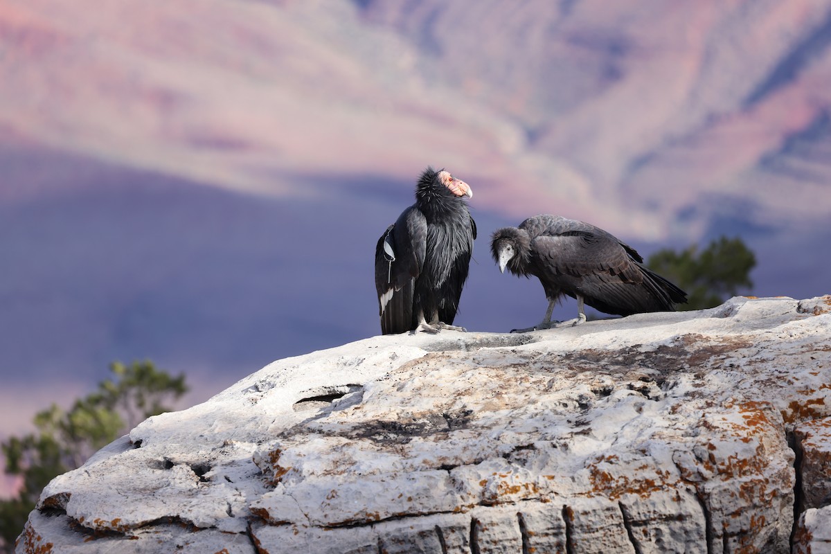 California Condor - ML610718207